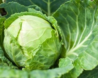 Капуста защищает от радиации