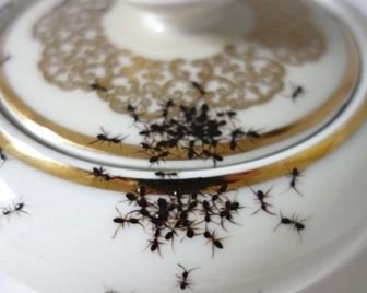 Реалистичная посуда с муравьями