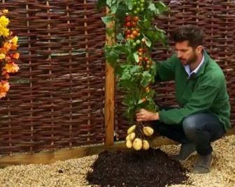 TomTato – гибрид помидора и картофеля
