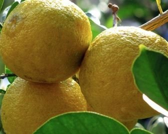 Юзу – суперфрукт следующего года