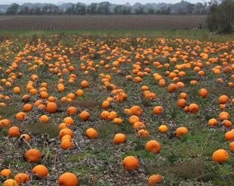 В Великобритании рекордный урожай яблок и тыквы