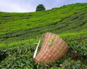 Изменения климата меняют вкус чая