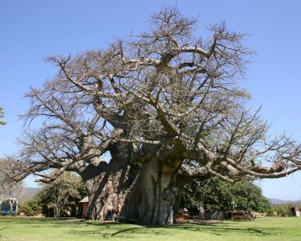 Бар в одном из самых старых деревьев на свете