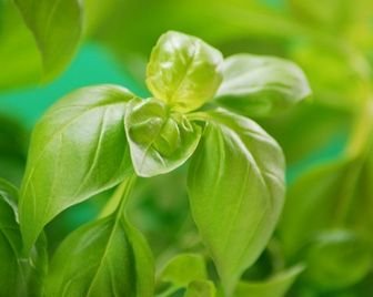 НАСА планирует выращивать на Луне базилик и репу