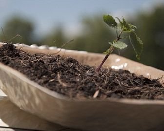 Упаковка для гамбургера, позволяющая озеленить планету