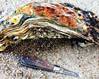 Самая большая устрица в мире