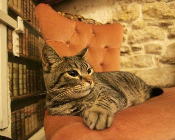 Парижское кафе предлагает кототерапию